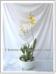 a pot include 2 dancing lady orchids