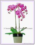 3 violet Phalaenopsis trees in Pot