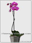 Violet Phalaenopsis Pot